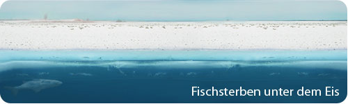 Fischsterben