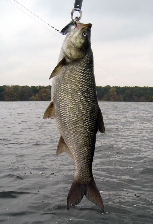 Rapfen aus dem großen Müggelsee Rapfen aus dem großen Müggelsee