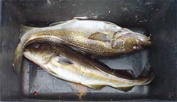 Durchschnittliche Ausbeute der Tour Dorsch