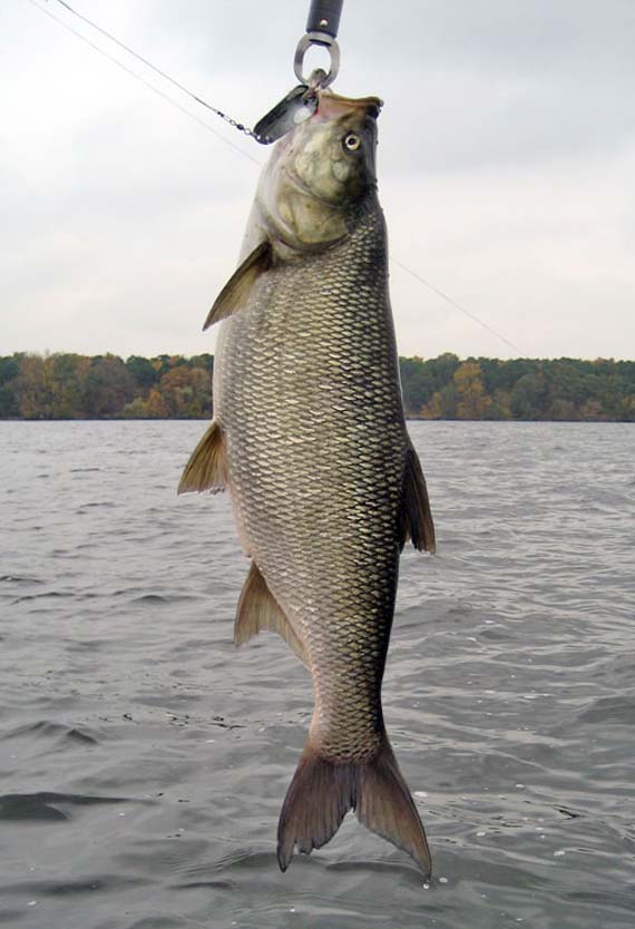 Rapfen aus dem großen Müggelsee