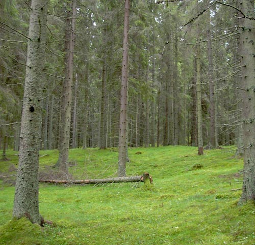 Wald am Noensee