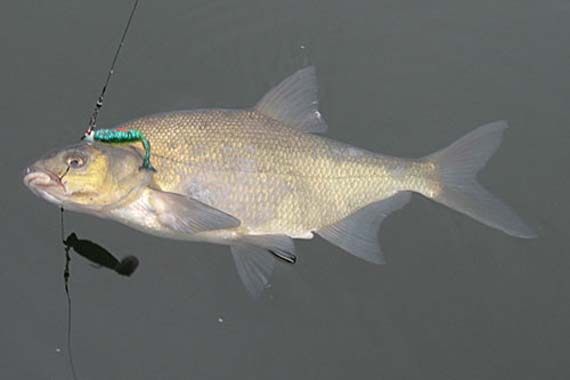 Brasse gefangen im Seddinsee räuberische Brasse / Kopyto